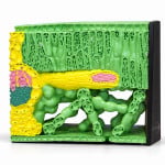 Dicot Leaf TS